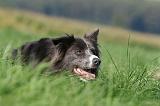 BORDER COLLIE 1422